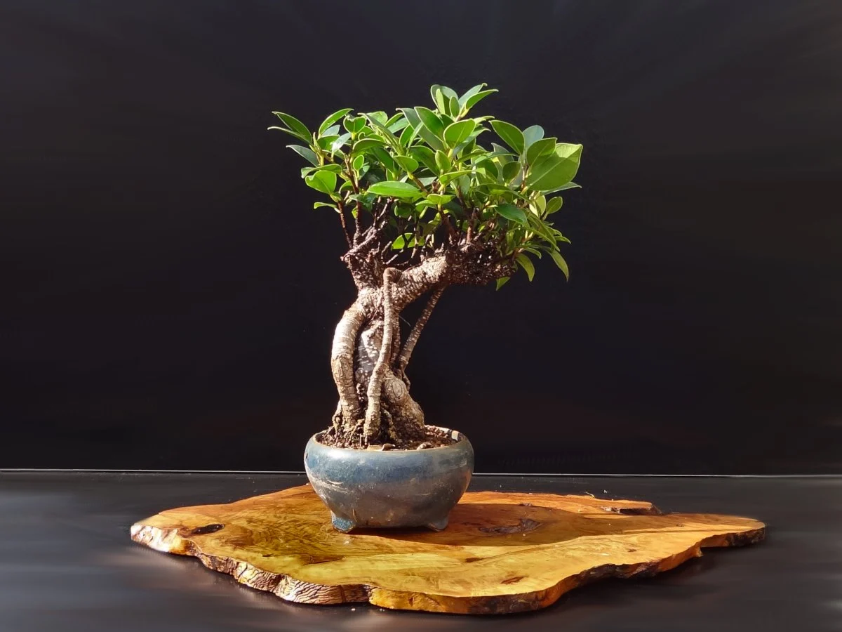 Starting an Indoor Bonsai Tree